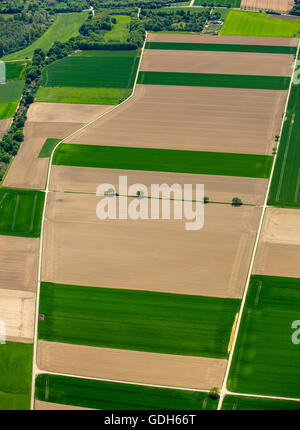 Vista aerea, cornfields sul Basso Reno, rotazione delle colture e campi di grano in primavera, Neuss, Basso Reno, Renania settentrionale-Vestfalia Foto Stock