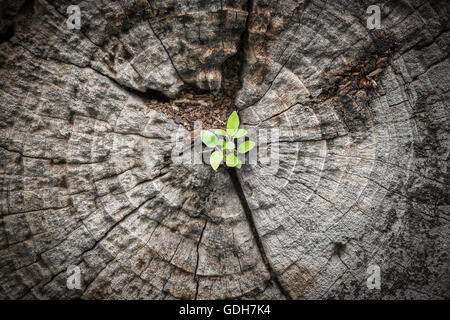 Messa a fuoco ravvicinata sul piccolo albero verde crescere da cracking area di morire in legno scuro colore tono Foto Stock