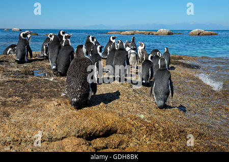 Gruppo di pinguini africani (Spheniscus demersus) seduti sulle rocce costiere, Western Cape, Sud Africa Foto Stock