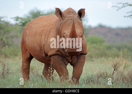 Un rinoceronte bianco (Ceratotherium simum) in habitat naturale, Sud Africa Foto Stock