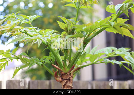 Angelica giapponese-tree (Aralia elata) in Giappone Foto Stock