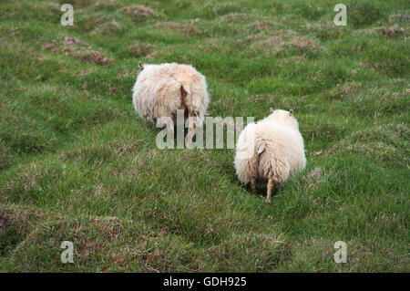 Islanda: due pecore in campagna Islandese Foto Stock