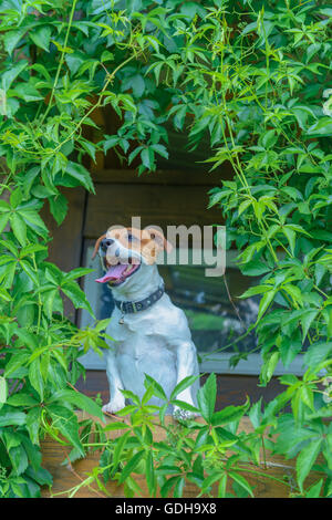 Cane sorridente sul treehouse. L'estate! Foto Stock