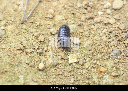 Pidocchio del legno (Armadillidium vulgare) in Giappone Foto Stock