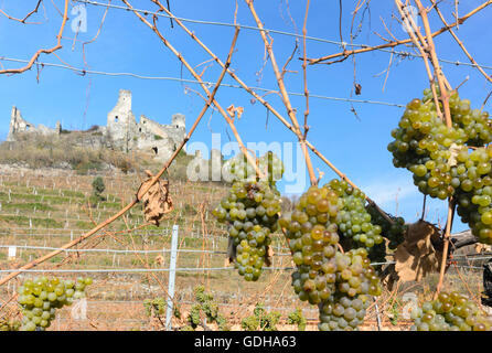 Senftenberg: vite, vigne, castello rovina Senftenberg, vigneto, Austria, Niederösterreich, Bassa Austria, Waldviertel Foto Stock