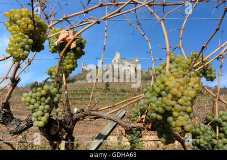 Senftenberg: vite, vigne, castello rovina Senftenberg, vigneto, Austria, Niederösterreich, Bassa Austria, Waldviertel Foto Stock