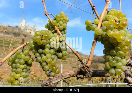 Senftenberg: vite, vigne, castello rovina Senftenberg, vigneto, Austria, Niederösterreich, Bassa Austria, Waldviertel Foto Stock