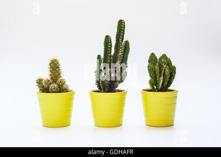 Vista ravvicinata di tre piccoli cactus in isolato sfondo bianco, vasi di pianta di casa come ufficio di casa decorazione interna. Foto Stock