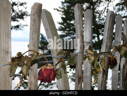 Un rose appassite si blocca su un recinto sul cosiddetto amore percorso per persone in amore, su cui il norvegese terrorista rightwing Anders Breivik ha ucciso dieci persone, sull'isola Utoya, Norvegia, 13 luglio 2016. Cinque anni fa due attacchi da parte dei norvegesi terrorista rightwing Anders Breivik lasciato un totale di 77 morti, 69 dei quali sono stati uccisi su Utoya. Foto: Julia Waeschenbach/dpa Foto Stock