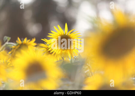 , Kuqa Kuqa, CHN. 16 Luglio, 2016. Kuqa, Cina - 16 Luglio 2016: (solo uso editoriale. Cina OUT) Girasoli Uygur e ragazze. Essi impianto girasoli invece di cotoni per ottenere ricchi. © SIPA Asia/ZUMA filo/Alamy Live News Foto Stock