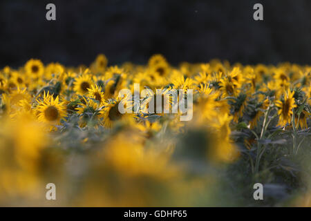 , Kuqa Kuqa, CHN. 16 Luglio, 2016. Kuqa, Cina - 16 Luglio 2016: (solo uso editoriale. Cina OUT) Girasoli Uygur e ragazze. Essi impianto girasoli invece di cotoni per ottenere ricchi. © SIPA Asia/ZUMA filo/Alamy Live News Foto Stock