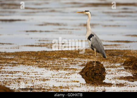 Airone cenerino, Ardea cinerea, Isle of Mull, Scozia Foto Stock