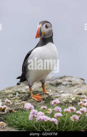 Atlantic puffini, Fratercula arctica, Lunga, Isole Treshnish, Mull, Scozia Foto Stock