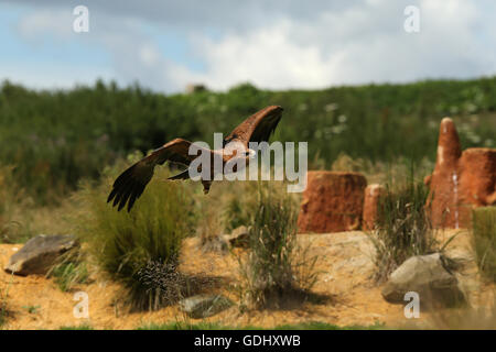 Close up di un falco di Harris in volo Foto Stock