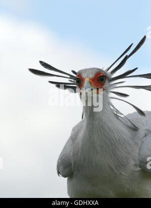 Close up di un segretario maschio uccello Foto Stock