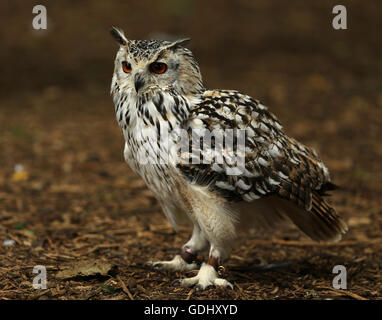 Close up di un gufo reale Foto Stock