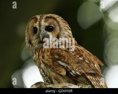 Ritratto di un Allocco Foto Stock