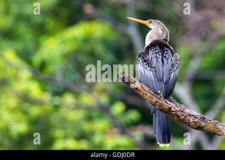 American darter (Anhinga anhinga) appollaiato sul ramo di albero su acqua Foto Stock