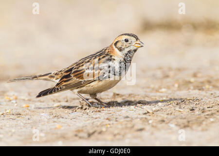 Lapland bunting o Lapland longspur (Calcarius lapponicus) maschio adulto in livrea invernale in piedi su un terreno piatto avanzamento sul seme Foto Stock