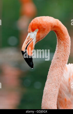 Vista dei Caraibi o American flamingo (Phoenicopterus ruber) mostra close up di testa, il collo e il becco Foto Stock