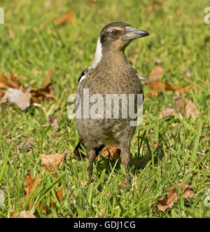 I capretti gazza australiana Gymnorhina tibicen,con espressione di avviso, bianco e grigio/il piumaggio bruno & occhi luccicanti, sul giardino prato Foto Stock