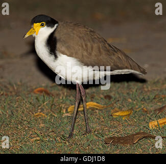 Australian mascherata plover / pavoncella Vanellus miglia con faccia rossa maschera e attraente nero, marrone e bianco del piumaggio sull'erba Foto Stock