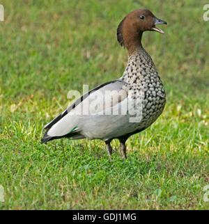 Maschio di legno Australiano / maned duck Chenonetta jubata con bill aperto e quacking, in piedi sul verde smeraldo di erba, nel selvaggio Foto Stock