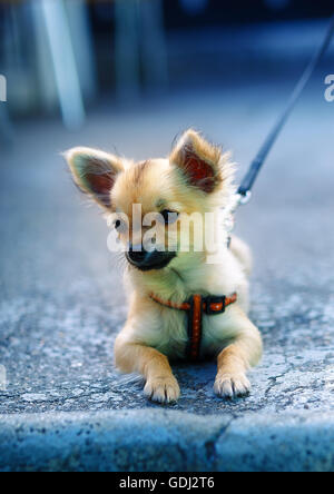 Piccolo e affascinante adorabile cucciolo di chihuahua su sfondo sfocato. seduta sul terreno. Foto Stock