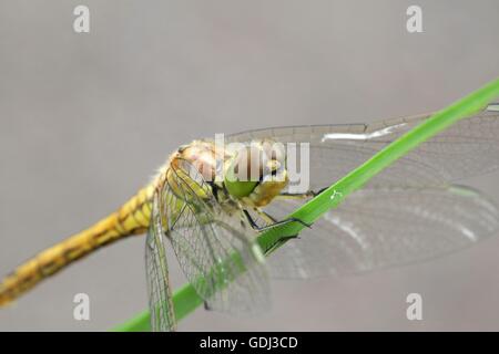 Vagrant darter, Sympetrum vulgatum Foto Stock