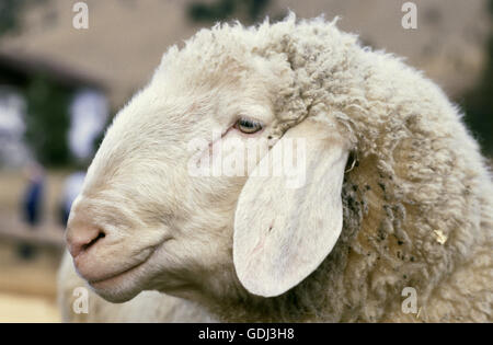 Zoologia / animali, mammifero / di mammifero, pecore, (Ovis), Texel, in piedi sul terrapieno, distribuzione: Europa, Foto Stock