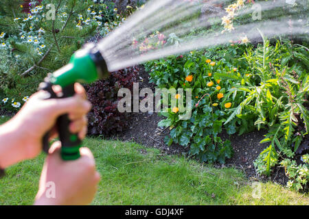 Una mano che tiene il tubo flessibile da giardino e sprinkler, irrigazione agdren l. Foto Stock