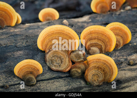 Messa a fuoco ravvicinata sul selvaggio di funghi Oyster cresce su legno di umidità nella foresta tropicale Foto Stock