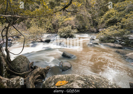 Una piccola cascata di roccia di fiume che scorre con fango marrone acqua che circondano dalla struttura ad albero di colore giallo Foto Stock