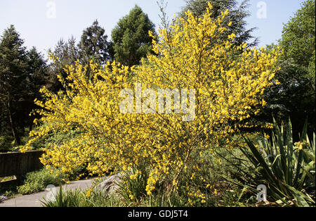 La botanica, ginestra (Cytisus), scopa comune (Cytisus scoparius), fioritura arbusto, Foto Stock