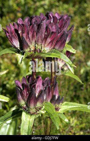 La botanica, Gentiana, Pannoniche Genziana, (Gentiana pannonica), fiori di fioritura, Additional-Rights-Clearance-Info-Not-Available Foto Stock