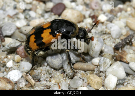 Zoologia / animali, insetti coleotteri, seppellendo beetle (Nicrophorus vespillo), su gravelstone, , Additional-Rights-Clearance-Info-Not-Available Foto Stock