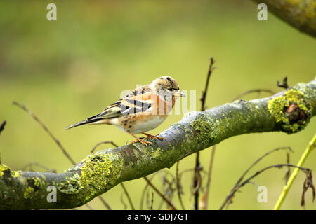 Zoologia / animali, uccelli / bird, Brambling (Fringilla montifringilla), seduto sul ramo, distribuzione: Nord Est Europa, Additional-Rights-Clearance-Info-Not-Available Foto Stock