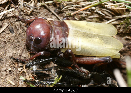 Zoologia / animali, insetti, cavallette, Campo Cricket, (Gryllus campestris), dopo scuoiamento, scuoiamento, skinnings, distribuzione: meridionali e centrali del Caucaso, Nord Africa, Additional-Rights-Clearance-Info-Not-Available Foto Stock