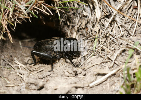 Zoologia / animali, insetti, cavallette, Campo Cricket, (Gryllus campestris), al di fuori della piroga, distribuzione: meridionali e centrali del Caucaso, Nord Africa, Additional-Rights-Clearance-Info-Not-Available Foto Stock