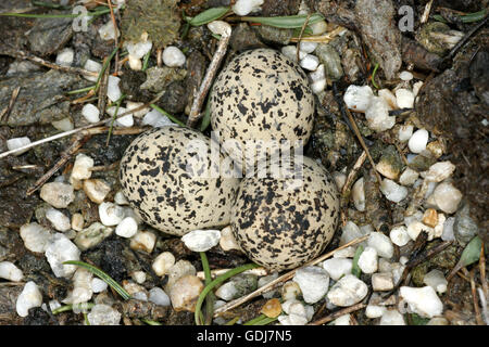 Zoologia / animali, uccelli / uccelli, Fratino (Charadrius alexandrinus), frizione con uova, distribuzione: Europa, Africa, Additional-Rights-Clearance-Info-Not-Available Foto Stock