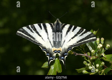 Zoologia / animali, insetti, farfalle, scarse a coda di rondine (Iphiclides podalirius), seduti su una foglia verde, distribuzione: Europa, Asia, Additional-Rights-Clearance-Info-Not-Available Foto Stock
