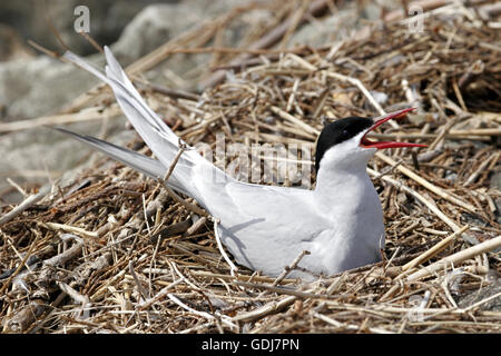 Zoologia / animali, uccelli / bird, Arctic Tern, (Sterna paradisaea), Bird in incubatoio, distribuzione: Arctic, nord-orientale e del Mar Baltico, Additional-Rights-Clearance-Info-Not-Available Foto Stock