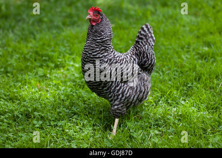 Un sbarrate rock hen passeggiate attraverso un campo verde Foto Stock