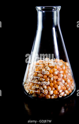 Mais in un matraccio di erlenmeyer su sfondo nero Foto Stock