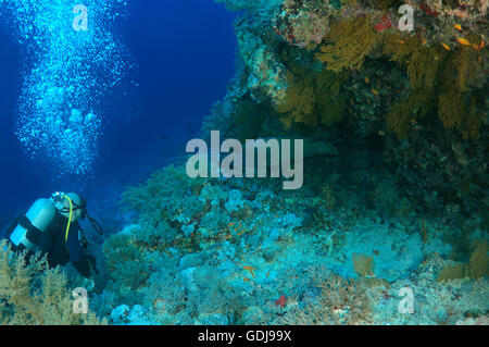 Voce maschile subacqueo con un Napoleonfish (Cheilinus undulatus) Mar Rosso, Egitto Foto Stock