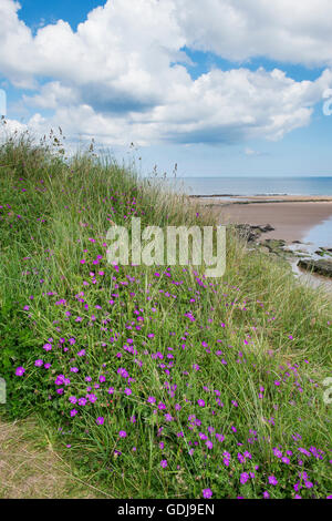 Geranium sanguineum. Bloody cranesbill fiori nelle dune di sabbia lungo il litorale di Northumberland. Regno Unito Foto Stock