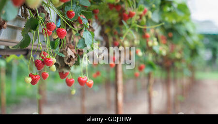 Fragole mature in un polytunnel su un scegli la tua fattoria. Inghilterra Foto Stock