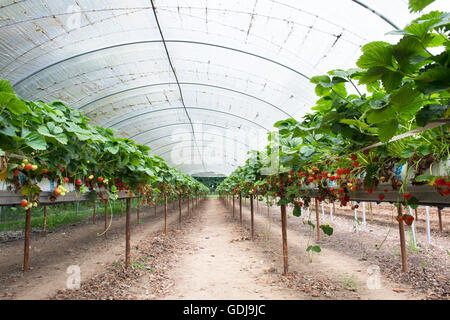 Fragole mature in un polytunnel su un scegli la tua fattoria. Inghilterra Foto Stock