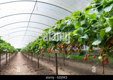 Fragole mature in un polytunnel su un scegli la tua fattoria. Inghilterra Foto Stock