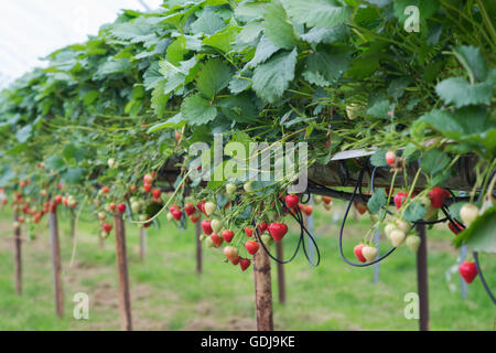 Fragole mature in un polytunnel su un scegli la tua fattoria. Inghilterra Foto Stock